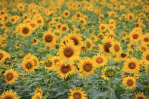 汗臭い夏の外出に最適なベスト対策は？