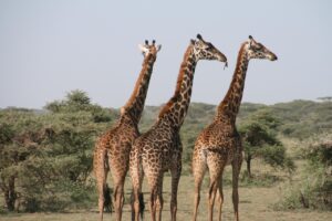 首の後ろの臭いが気になる女性必見の対策は？